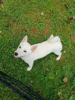Small Cream boy reduced 9 lbs , a male Shiba Inu for sale in Spraggs, PA – 3 of 7