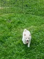 Cream little. Ready now !, a male Shiba Inu for sale in Spraggs, PA – 6 of 9