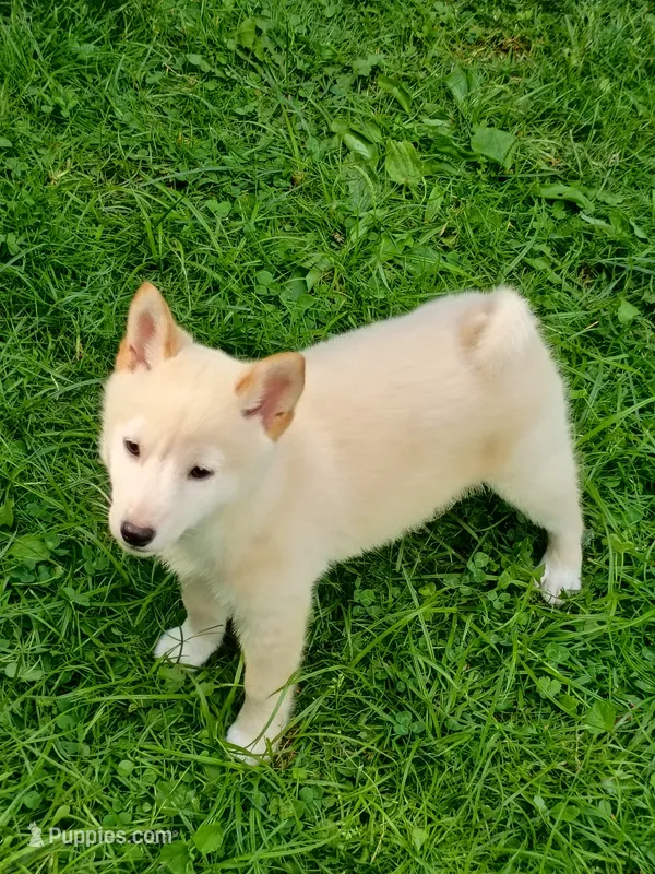 Cream little. Ready now ! – Shiba Inu puppy for sale in Spraggs, PA