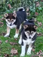 Black Sesame girl Ready now , a female Shiba Inu for sale in Spraggs, PA – 4 of 7
