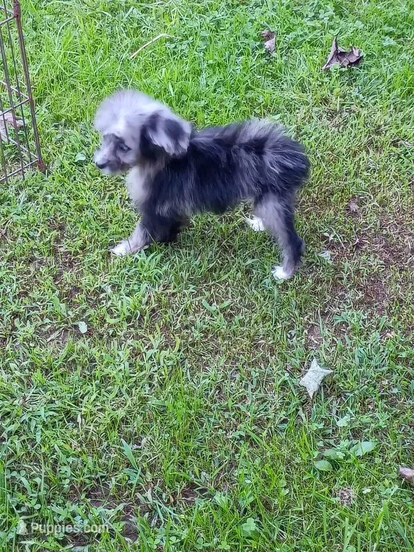 Toy Aussie Doodle girl Ready ! Quite small – Poodle - Toy , Toy Australian Shepherd puppy for sale in Spraggs, PA