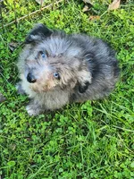 Small Mini blue eyes , a male Miniature Aussiedoodle for sale in Spraggs, PA – 6 of 10