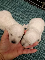 Little Bichon boy, a male Bichon Frise for sale in Spraggs, PA – 2 of 2