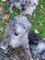 Small Mini blue eyes , a male Miniature Aussiedoodle for sale in Spraggs, PA – 2 of 10