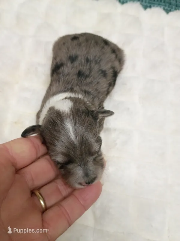 Toy Aussie doodle – Miniature Aussiedoodle puppy for sale in Spraggs, PA
