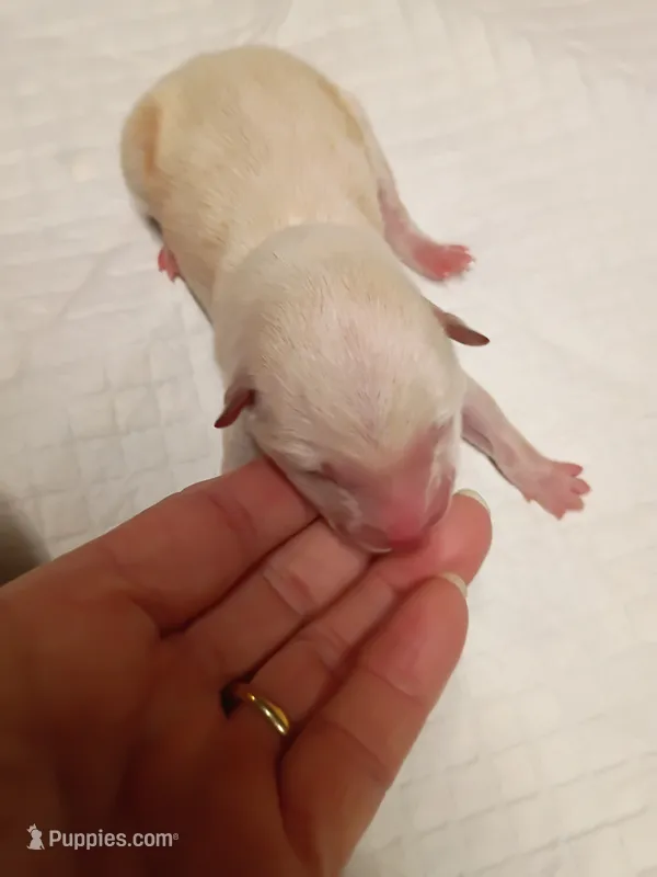 Cream female  – Shiba Inu puppy for sale in Spraggs, PA