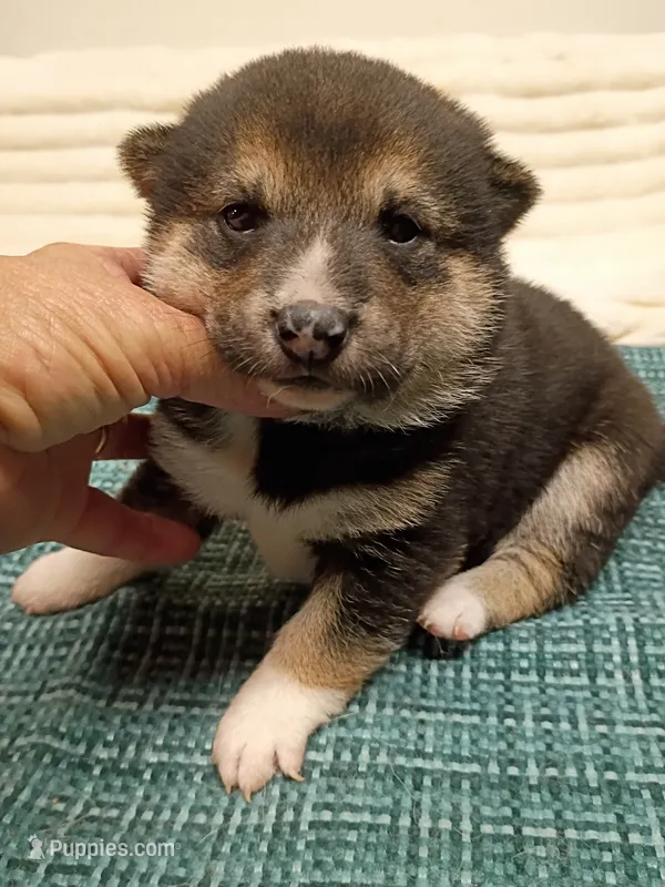 Blaze boy – Shiba Inu puppy for sale in Spraggs, PA