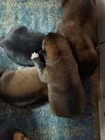 Puppy here., a female Shiba Inu for sale in Spraggs, PA – 4 of 4