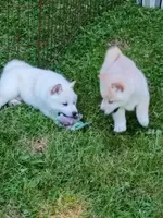 SugarPop, a male Shiba Inu for sale in Spraggs, PA – 7 of 9