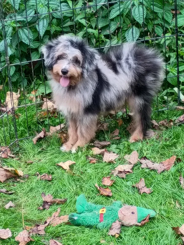 Small mini Blueboy Ready now ! – Miniature Aussiedoodle puppy on hold in Spraggs, PA