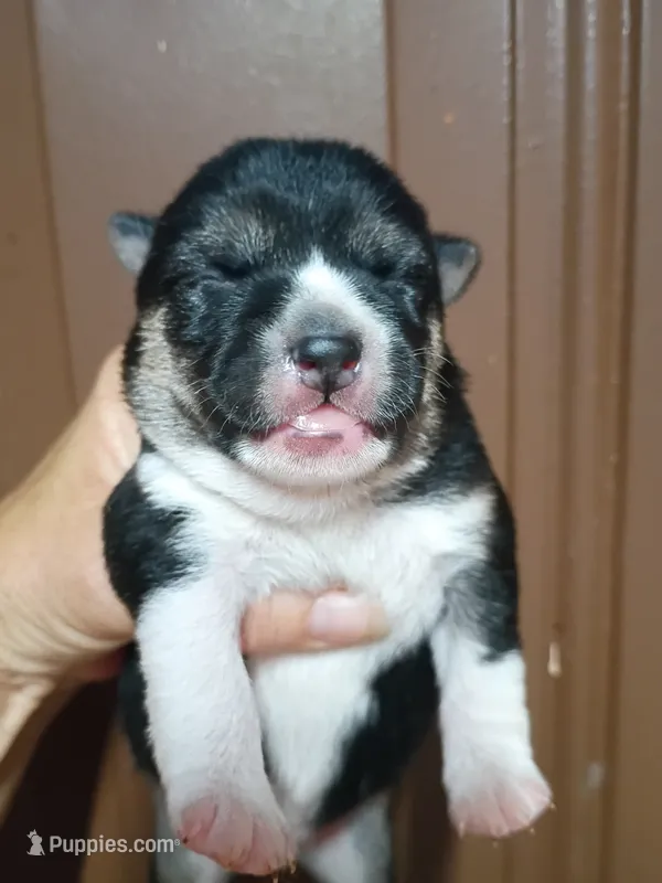 Just born – Shiba Inu puppy for sale in Spraggs, PA