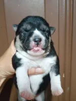 2 weeks old, a female Shiba Inu for sale in Spraggs, PA – 5 of 8