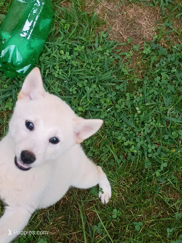 Small Cream boy reduced  – Shiba Inu puppy for sale in Spraggs, PA