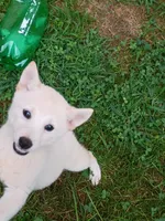 Runt Cream boy reduced , a male Shiba Inu for sale in Spraggs, PA – 3 of 9