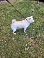 Retired girl , a female Shiba Inu for sale in Spraggs, PA – 2 of 2