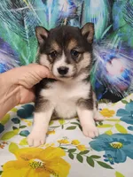 Black sesame small. Sweet !, a female Shiba Inu for sale in Spraggs, PA – 3 of 6