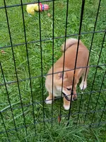 Red Male, Ready now  !, a male Shiba Inu for sale in Spraggs, PA – 3 of 6