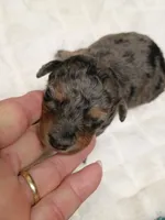 Sweet little Toy , a female Miniature Aussiedoodle for sale in Spraggs, PA – 1 of 2