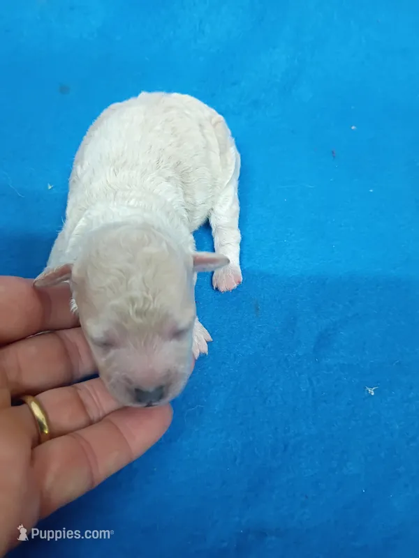 Bichon -Poo – Bichpoo puppy for sale in Spraggs, PA