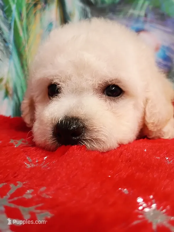 Bichon Boy – Bichon Frise puppy for sale in Spraggs, PA