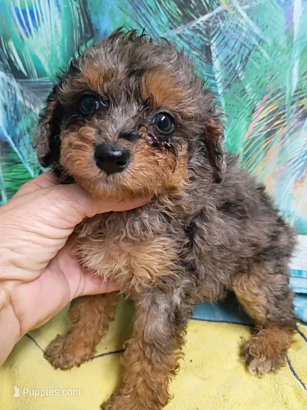 Sweet girl  – Miniature Aussiedoodle puppy for sale in Spraggs, PA