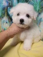 Toy Girl, a female Bichon Frise for sale in Spraggs, PA – 3 of 5