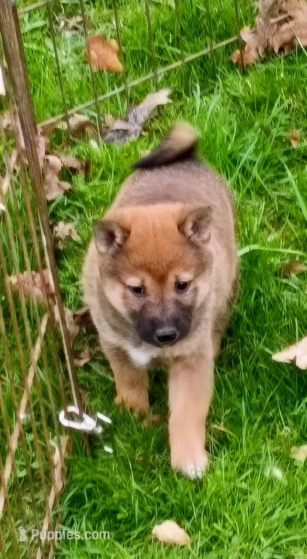 Super friendly  ! – Shiba Inu puppy for sale in Spraggs, PA