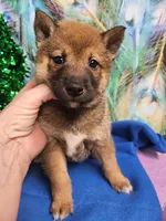 Super friendly  !, a male Shiba Inu for sale in Spraggs, PA – Photo 4 of 4