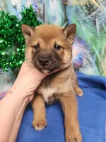 Super friendly  !, a male Shiba Inu for sale in Spraggs, PA – Photo 1 of 4