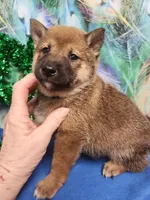 Super friendly  !, a male Shiba Inu for sale in Spraggs, PA – Photo 3 of 4