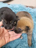 Small size boy, a male Shiba Inu for sale in Spraggs, PA – Photo 6 of 7