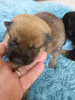 Small size boy, a male Shiba Inu for sale in Spraggs, PA – Photo 4 of 7