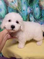 Bichon Boy Ready now !, a male Bichon Frise for sale in Spraggs, PA – 5 of 9