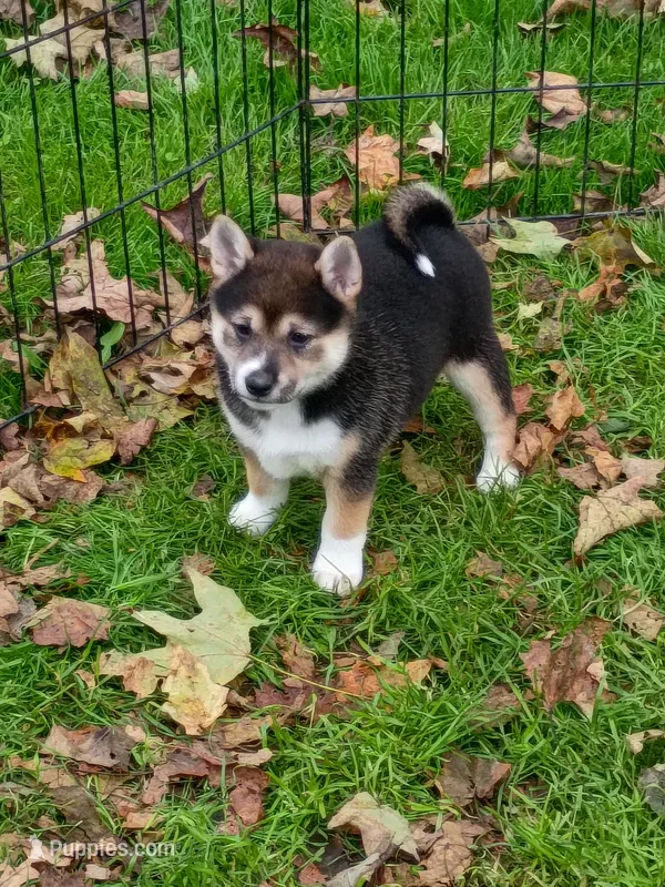 Ready October 20th Chrissy  – Shiba Inu puppy for sale in Spraggs, PA