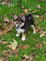 Black sesame Ready now, a female Shiba Inu for sale in Spraggs, PA – 2 of 7