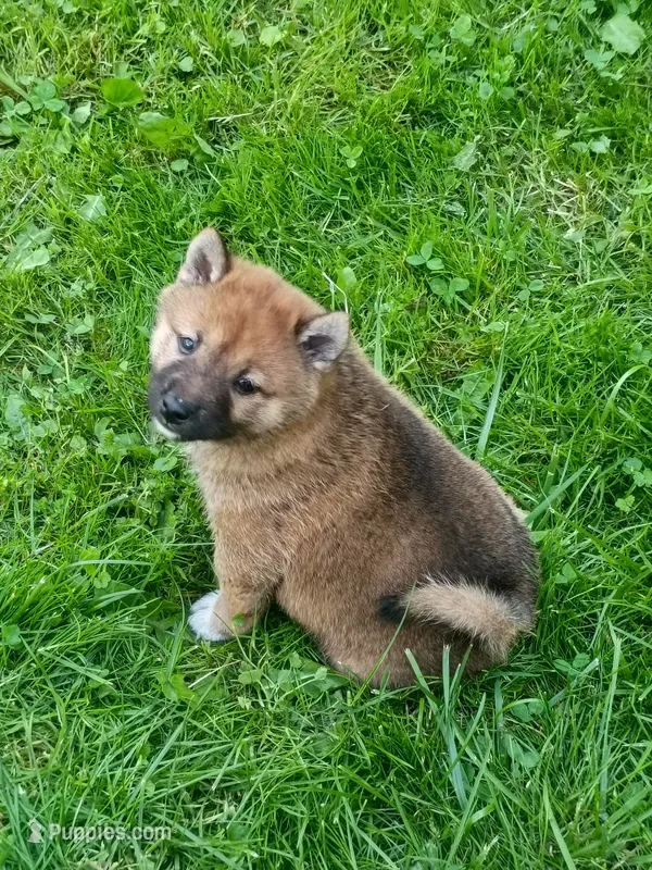 Red Sesame. Call now ! – Shiba Inu puppy for sale in Spraggs, PA
