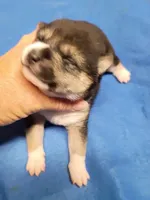 3 weeks old, a female Shiba Inu for sale in Spraggs, PA – 6 of 6