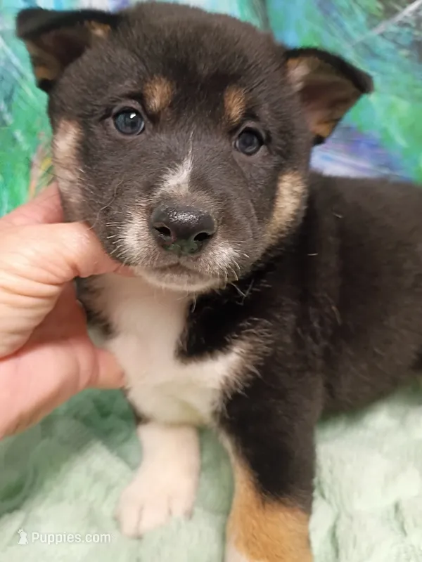 Ready October 20th boy – Shiba Inu puppy for sale in Spraggs, PA