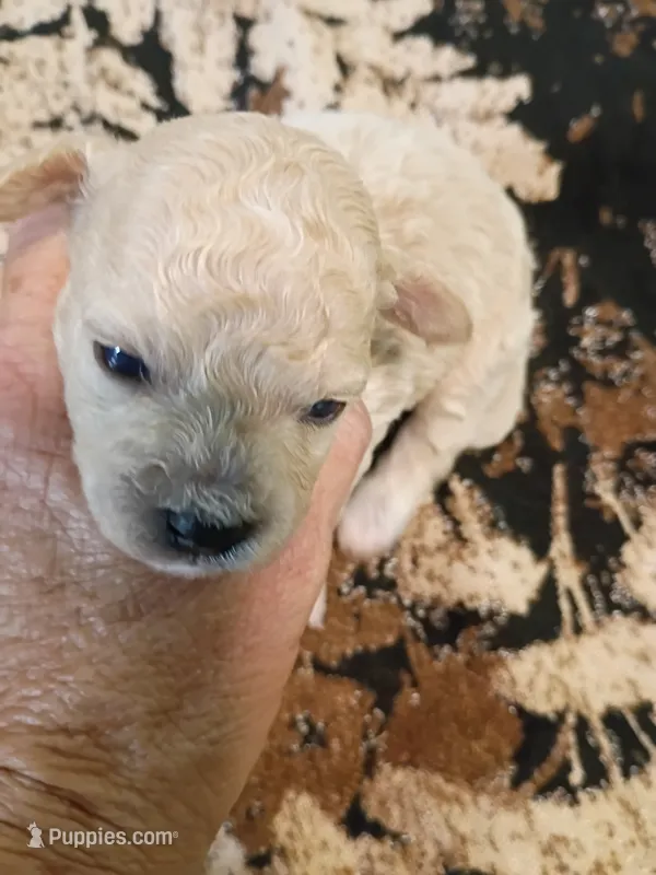 Bichon -Poo – Bichpoo puppy for sale in Spraggs, PA