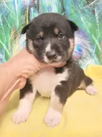 Ready October 20th boy, a male Shiba Inu for sale in Spraggs, PA – 2 of 8