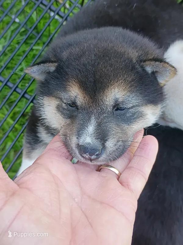 Blaze boy – Shiba Inu puppy for sale in Spraggs, PA