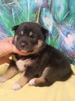 Ready October 20th girl, a female Shiba Inu for sale in Spraggs, PA – 3 of 8