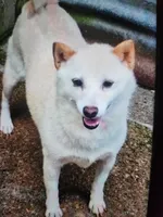  Adult female. Reduced  !, a female Shiba Inu for sale in Spraggs, PA – 1 of 3