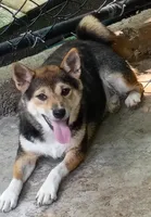 Lacey May, a female Shiba Inu for sale in Spraggs, PA – 1 of 8