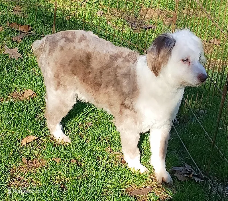 Sweet Aussie doodle – Miniature Aussiedoodle puppy for sale in Spraggs, PA