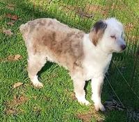 Sweet Aussie doodle, a female Miniature Aussiedoodle for sale in Spraggs, PA – Photo 5 of 5