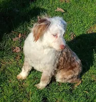 Sweet Aussie doodle, a female Miniature Aussiedoodle for sale in Spraggs, PA – Photo 3 of 5
