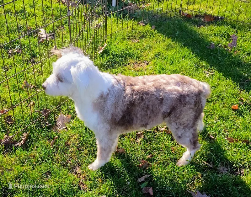 Sweet Aussie doodle – Miniature Aussiedoodle puppy for sale in Spraggs, PA