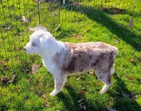 Sweet Aussie doodle, a female Miniature Aussiedoodle for sale in Spraggs, PA – Photo 1 of 5