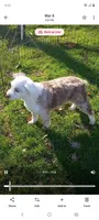 Sweet Aussie doodle, a female Miniature Aussiedoodle for sale in Spraggs, PA – Photo 4 of 5